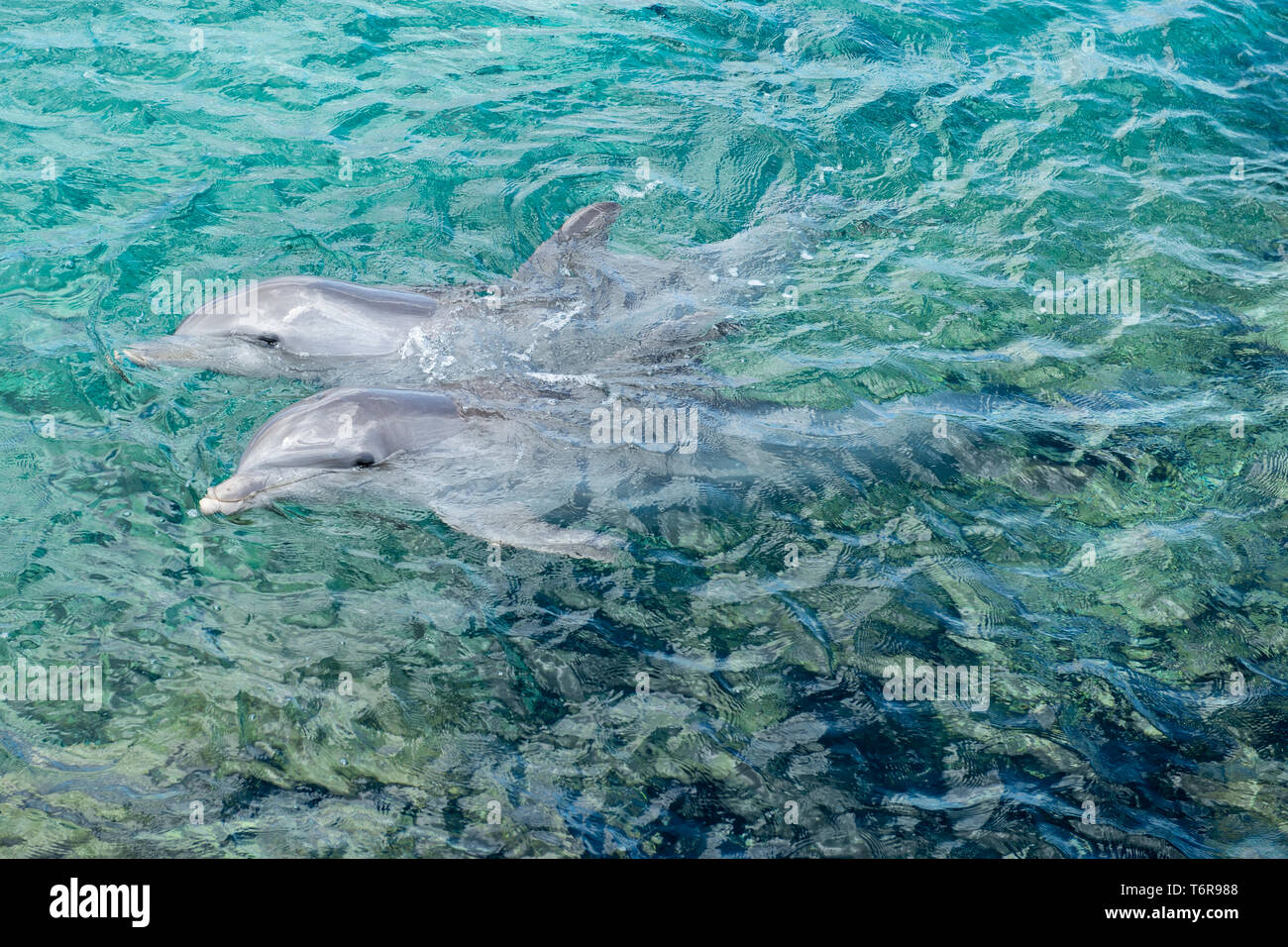 Bottlenosed dolphins, Curacao Sea Aquarium, Curaçao Stock Photo