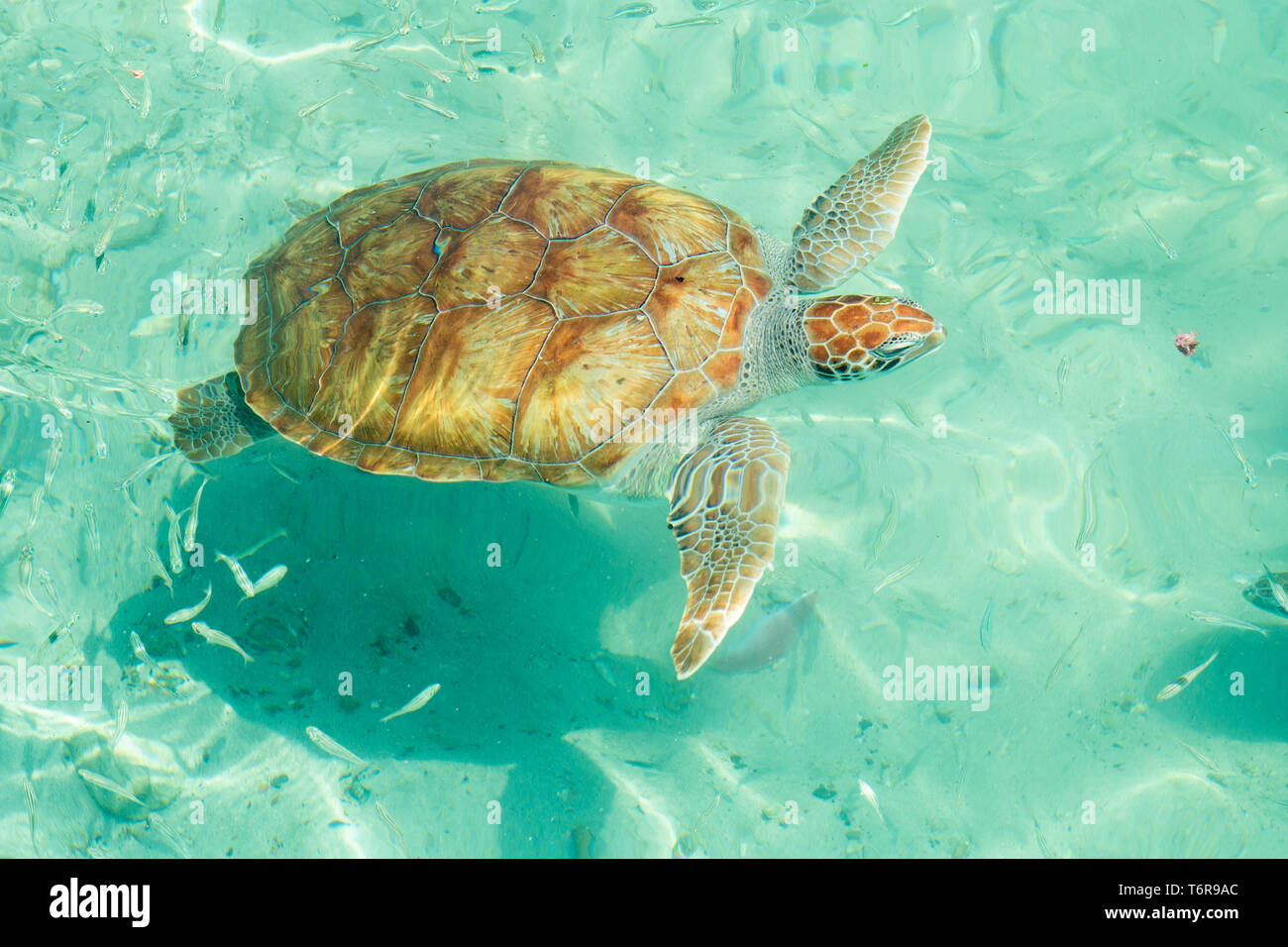 Green turtle, Playa Piskado, Curaçao Stock Photo