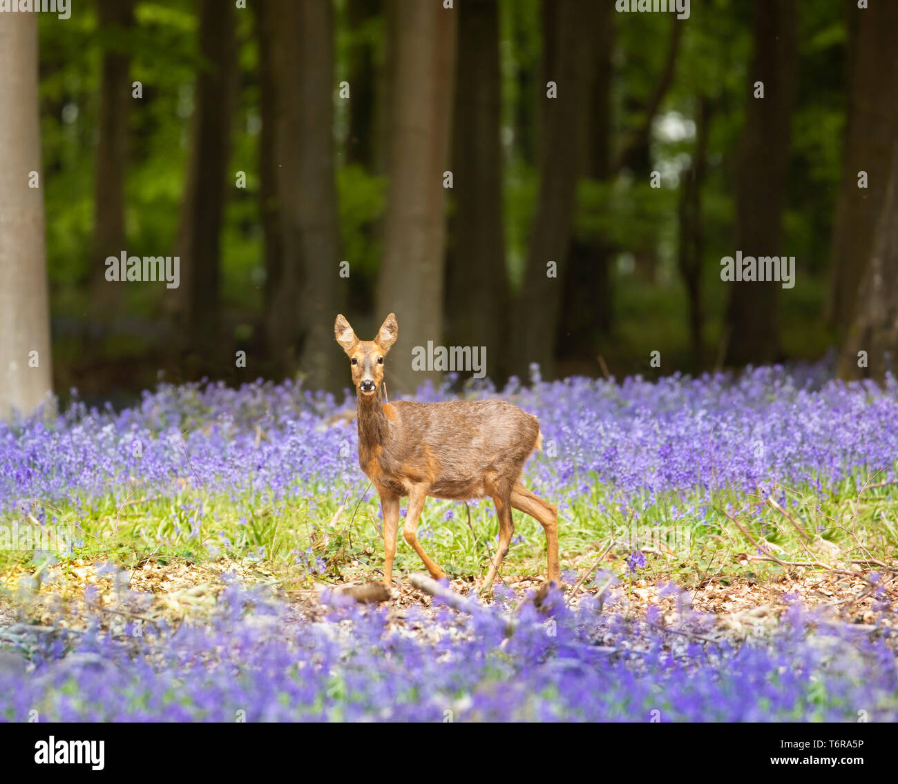 Roe deer looking at camera stood in beautiful bluebell woods Stock Photo