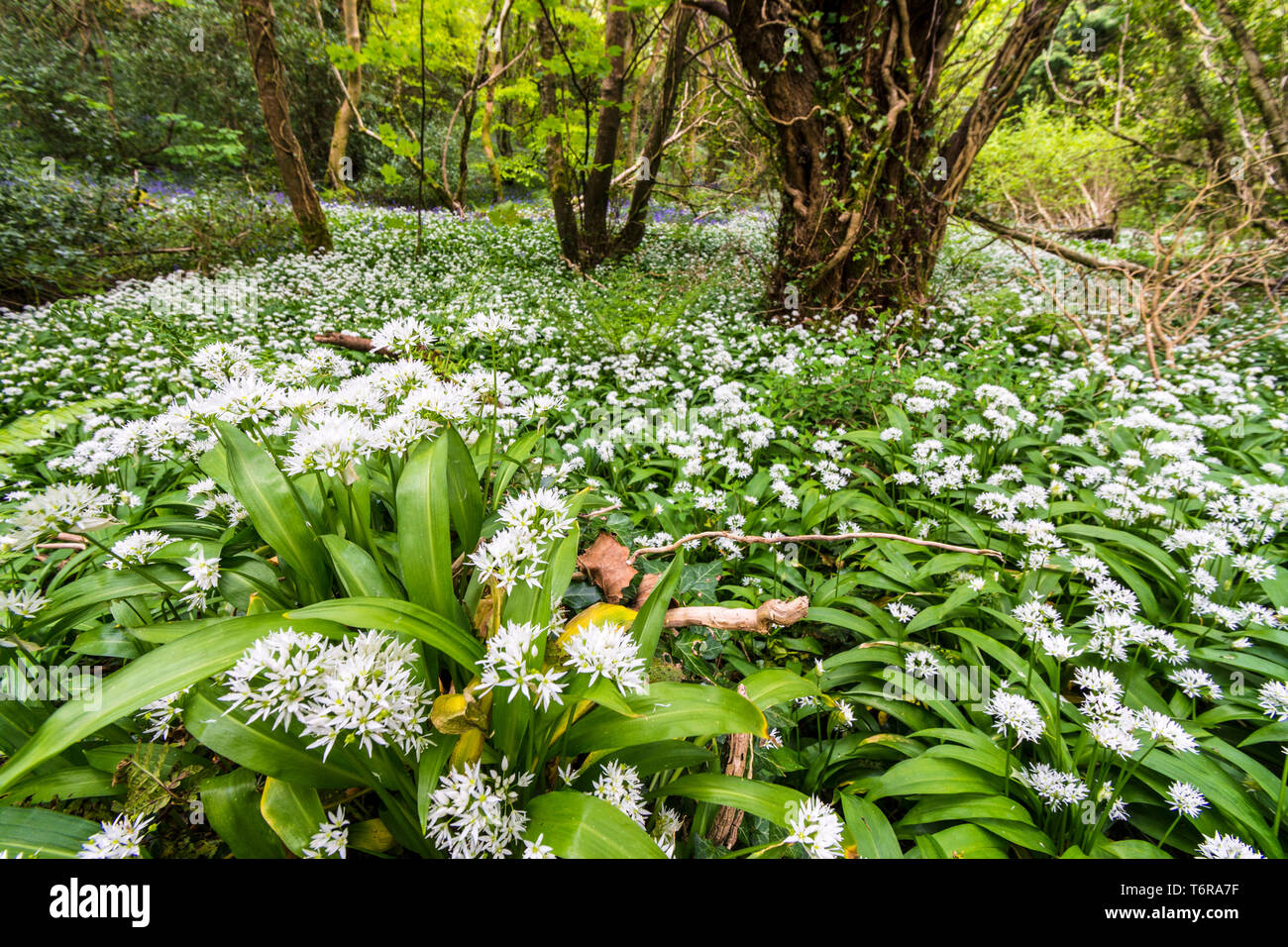 Flowering Allium ursinum, wild garlic, ramsons. It is a wild relative of onion, native to Europe and Asia, where it grows in moist woodland. Stock Photo
