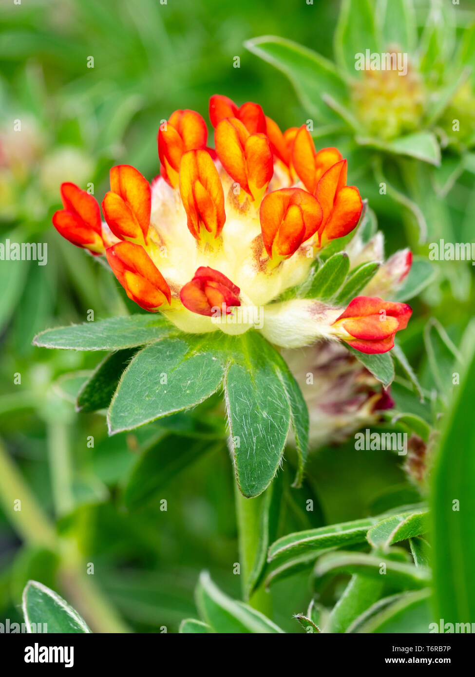 Spring flowers of the downy leaved perennial alpine red kidney vetch, Anthyllis vulneraria var. coccinea Stock Photo