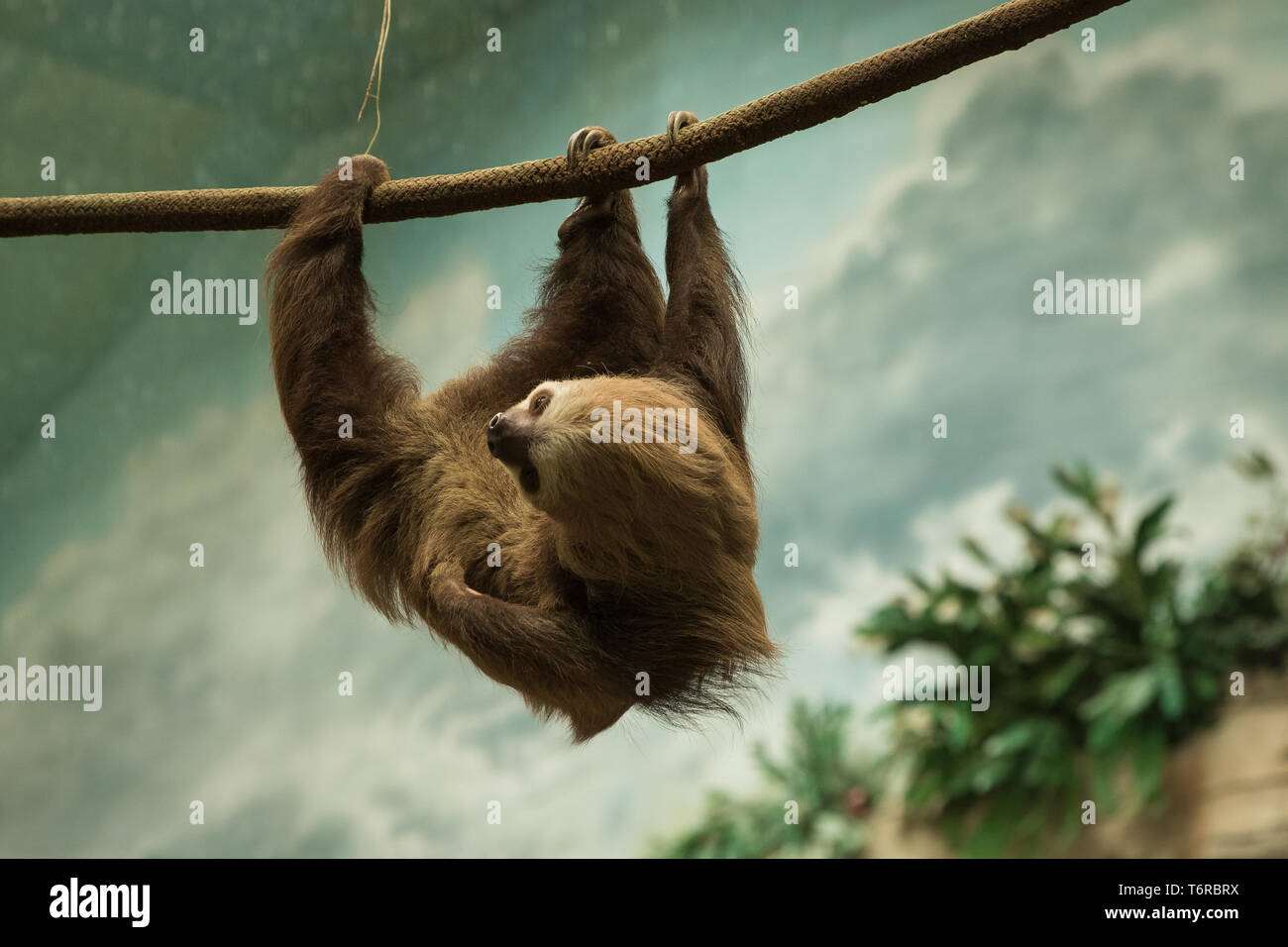 Sloth hanging around its enclosure at the zoo. Stock Photo