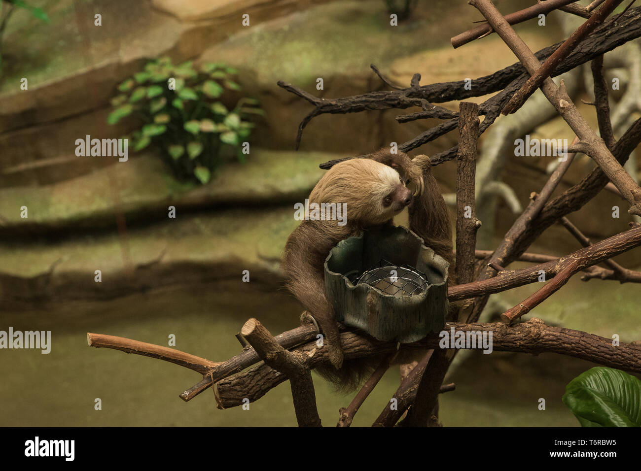 Sloth hanging around its enclosure at the zoo. Stock Photo