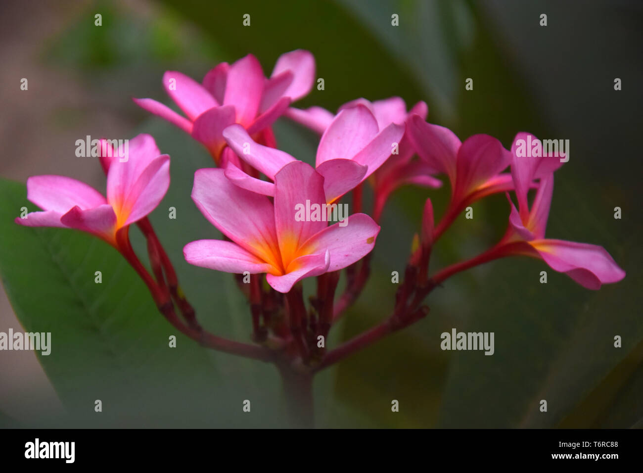 pink flower on the street, the name is 'kamboja flower' Stock Photo