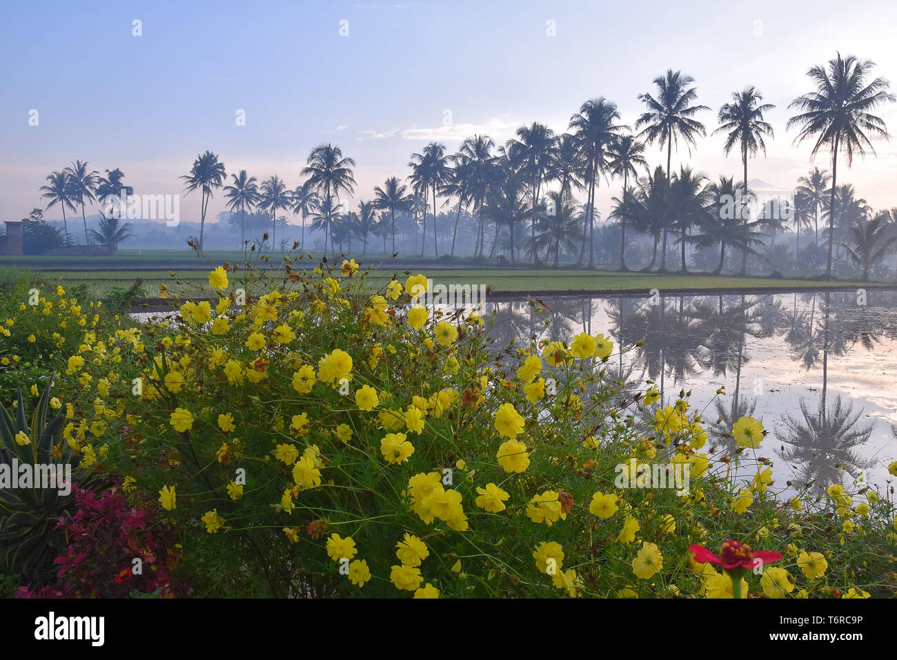 beautiful scenery in the village, farmer's fields, stretch of coconut trees, and colorful flowers Stock Photo