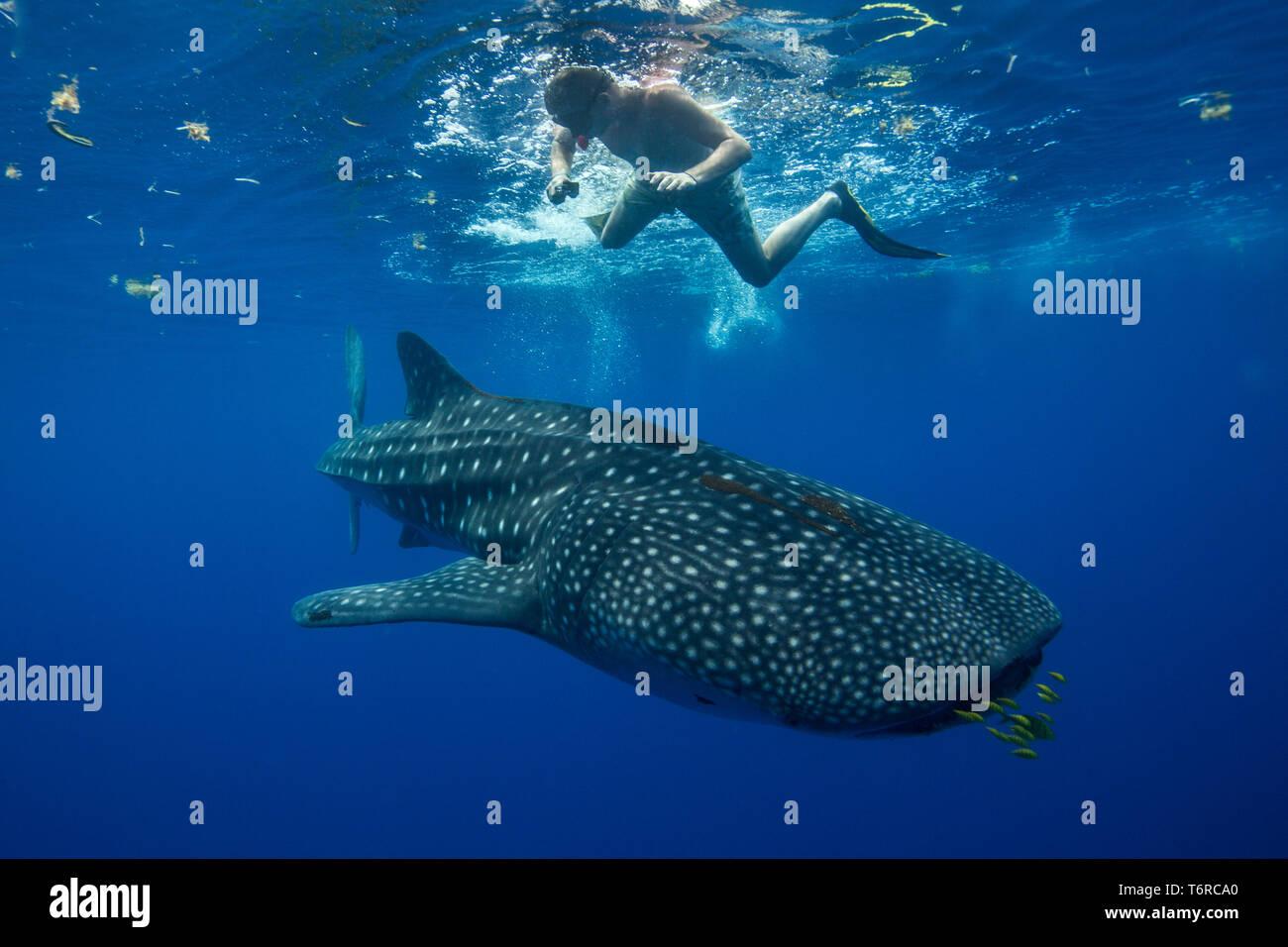A snorkeller having a close encounter with a juvenile whale shark (  Rhincodon typus ) in Honda Bay, Puerto Princesa, Palawan, the Philippines  Stock Photo - Alamy