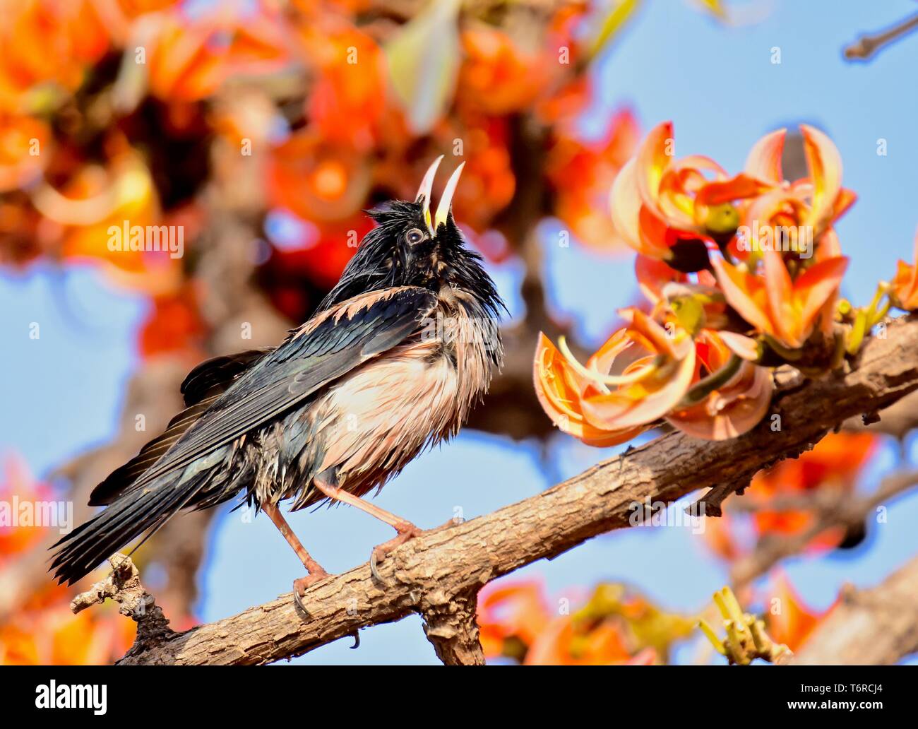 Visit Europe Across Temperate Southern Asia High Resolution Stock ...