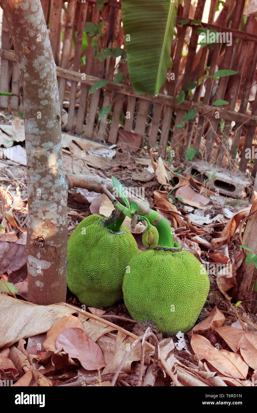 Jackfruit Tree Wood