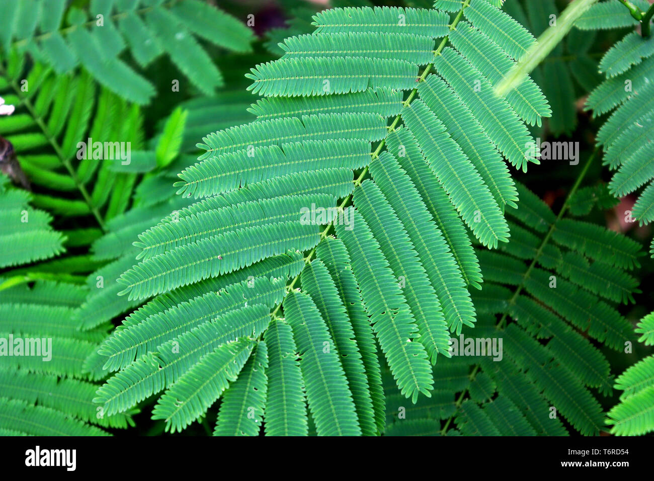 Cha-om or Acacia Pennata or Climbing Wattle green leaves vegetable plant  tree Stock Photo - Alamy
