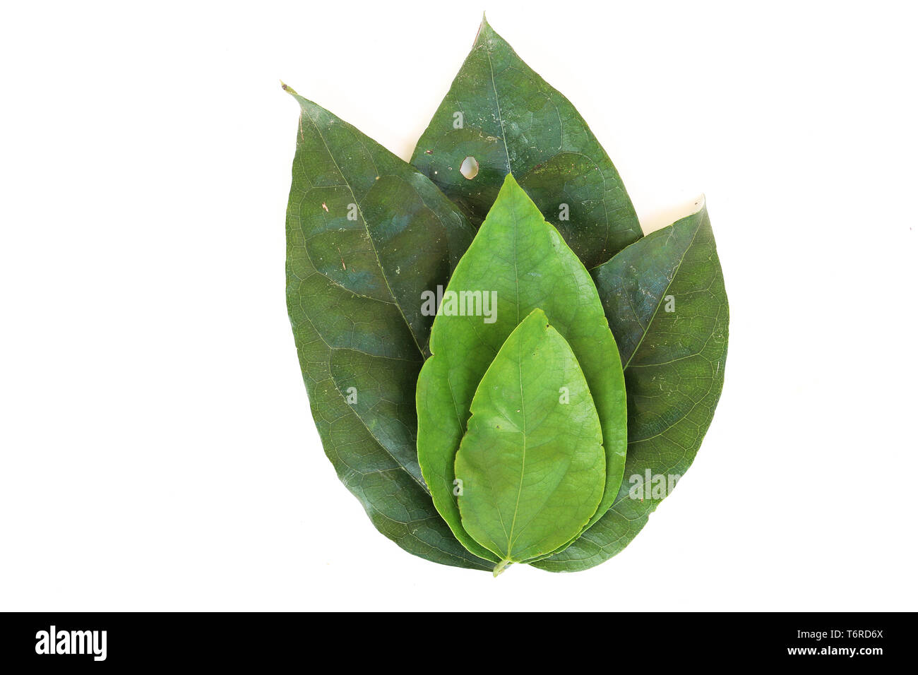 Tiliacora triandra Fresh Bamboo grass or Bai Ya Nang Leaves (Colebr.) Diels)  concept Herbal and Vegetable extracts are medications for treating diabe Stock Photo