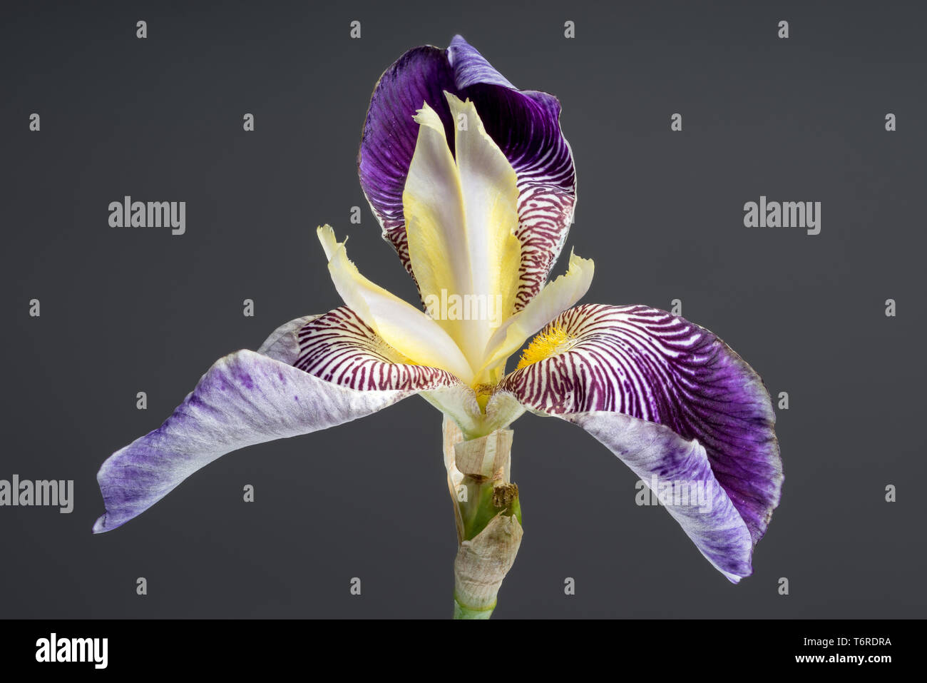 Salonique bloom. Beautiful spring flower open petal. White with purple edges iris blossom