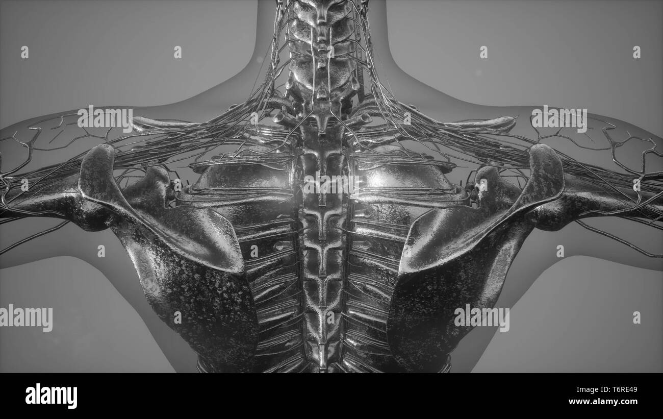 radiographic scan of homan skeletal bones Stock Photo Alamy