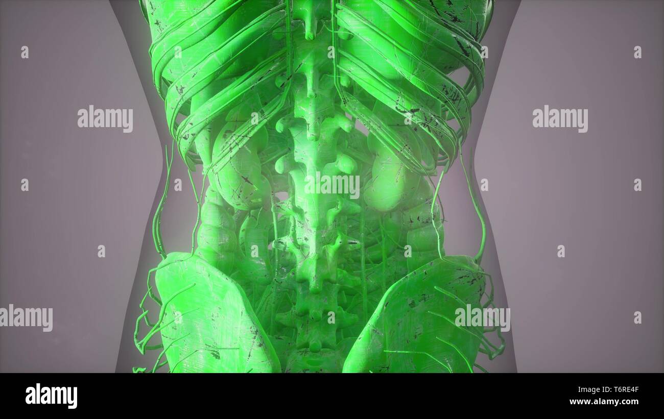 Complete close-up view of the Skeletal System with transparent body Stock Photo