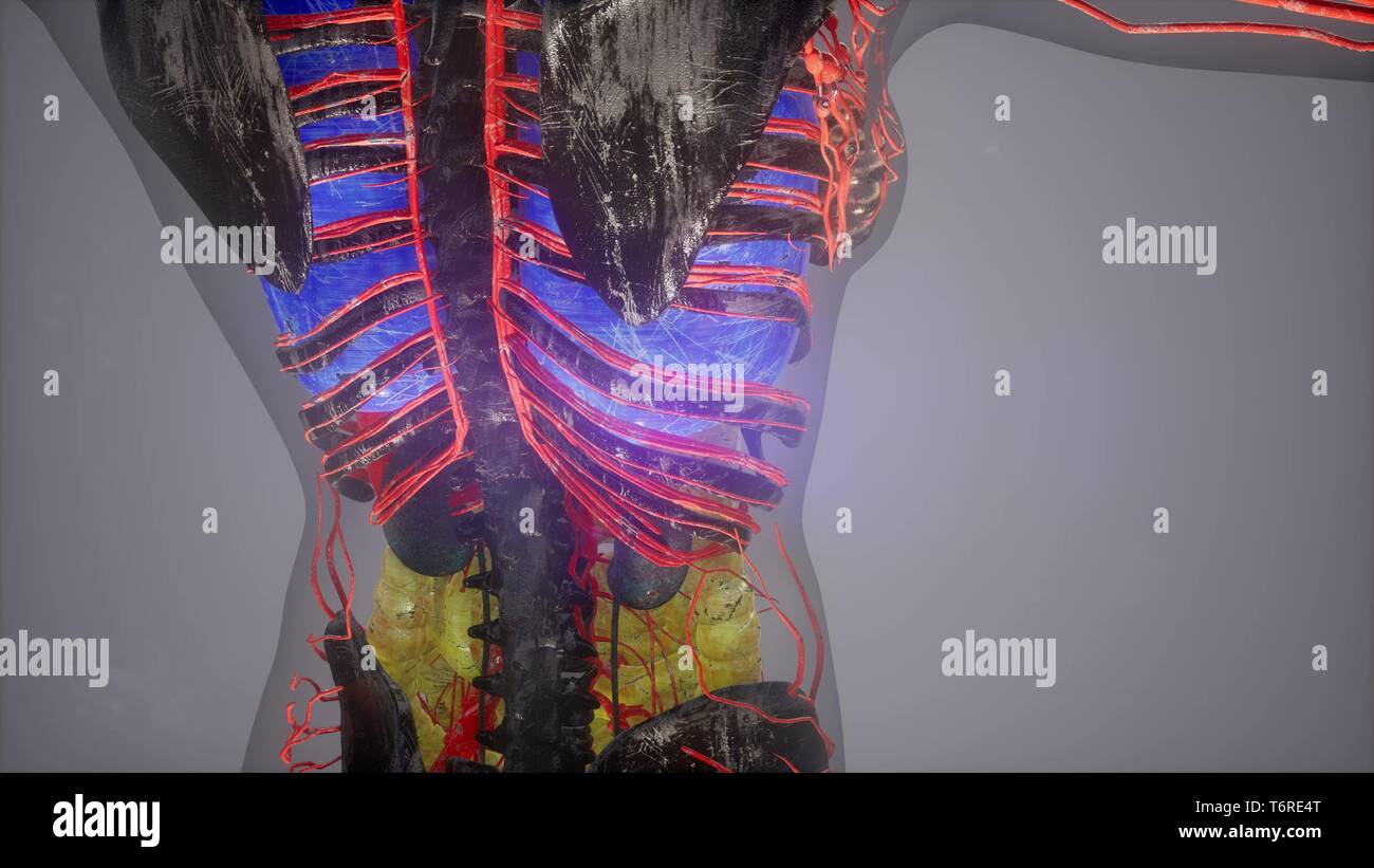 colored Human Internal organs scan Stock Photo - Alamy