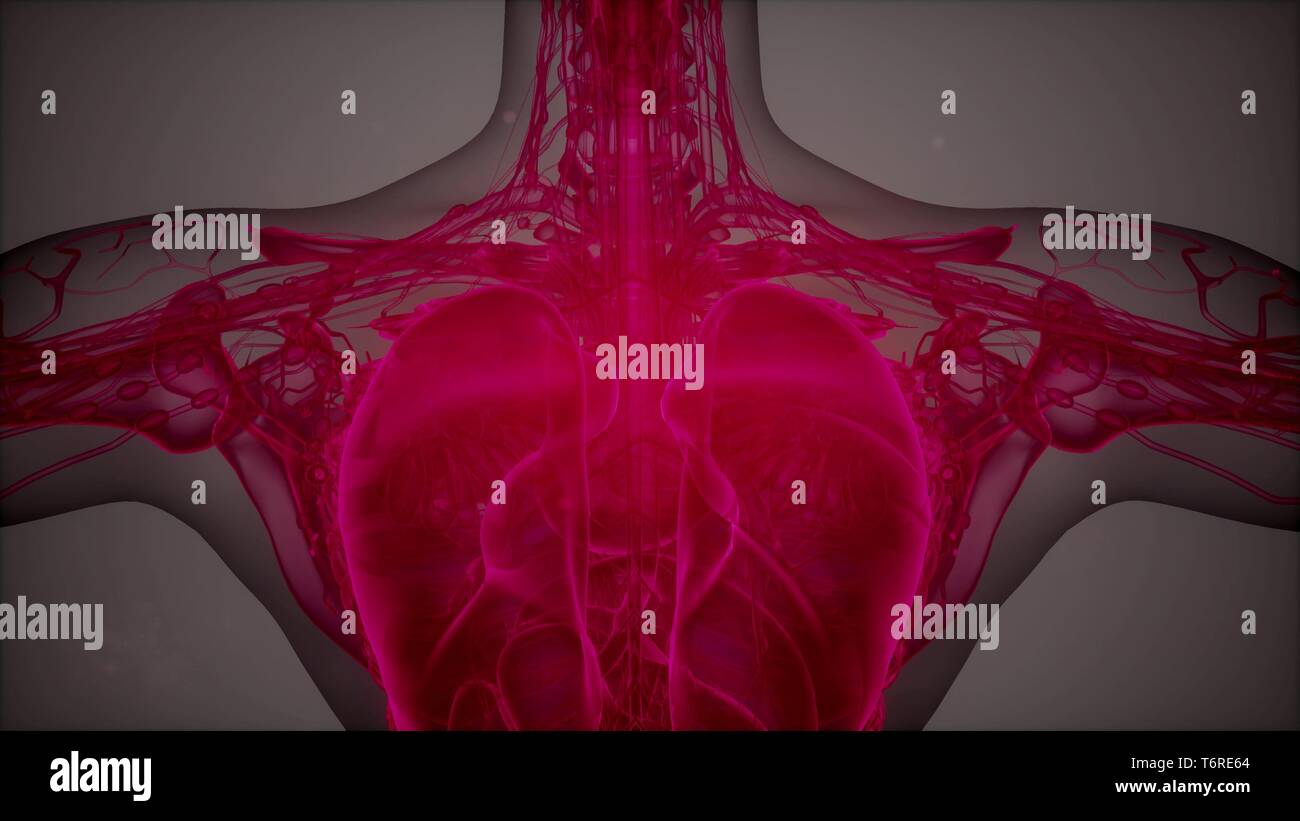 Anatomy Tomography Scan of Human Body Stock Photo Biology Diagrams