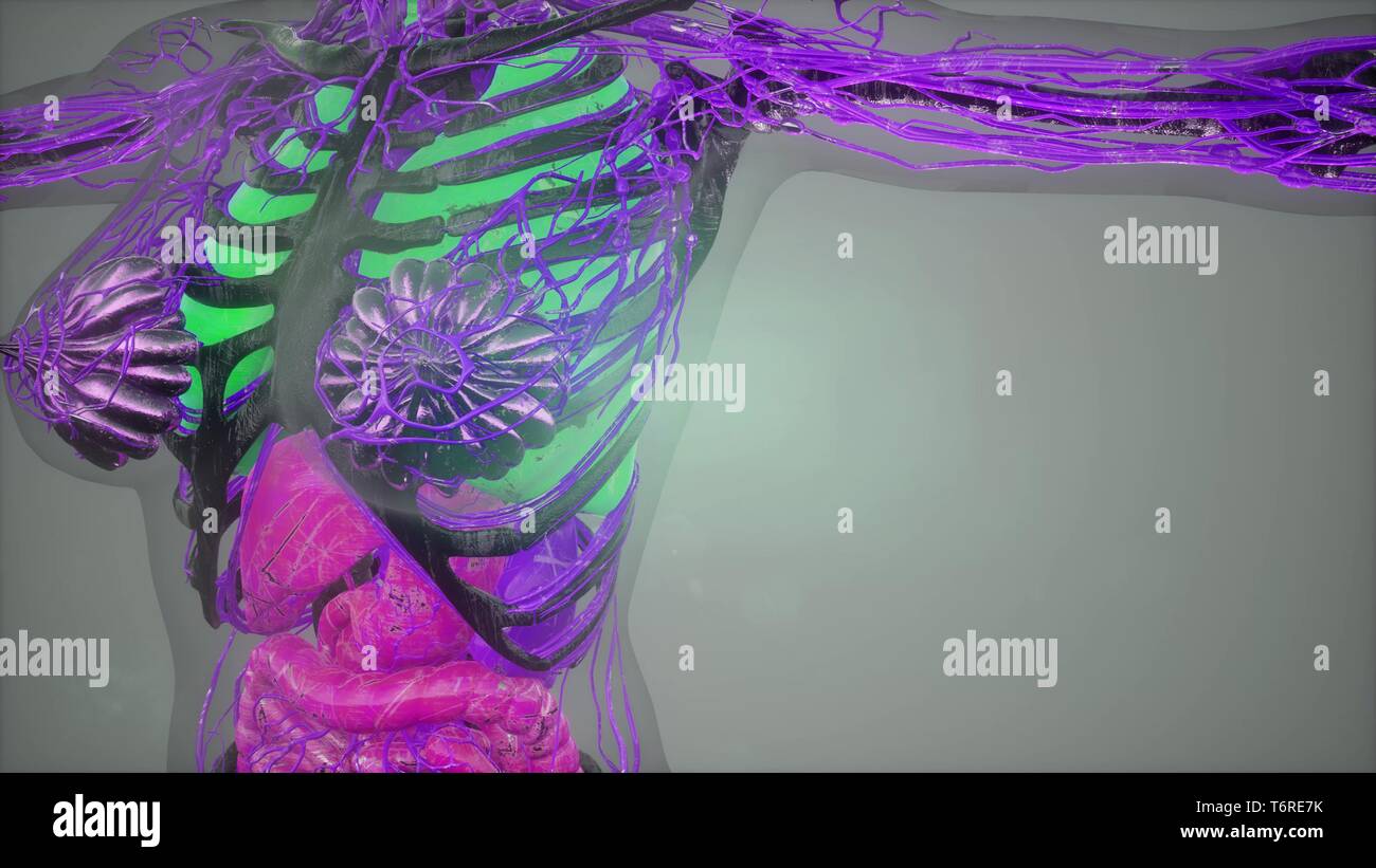Anatomy Tomography Scan of Human Body Stock Photo Biology Diagrams