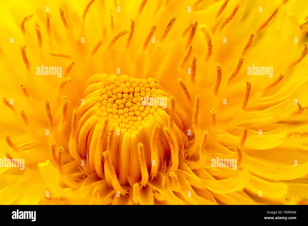 Extreme closeup view of the common dandelion flower Stock Photo