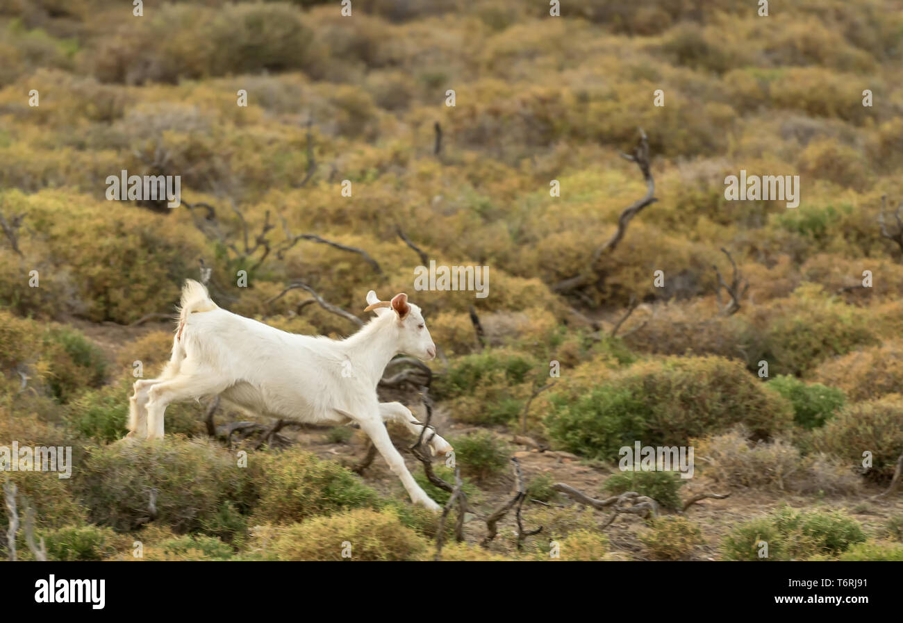 Baby goat running in the nature. Stock Photo