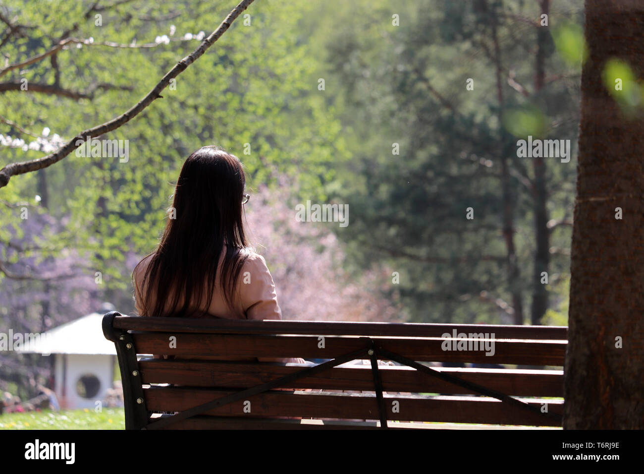 Girl in glasses sits on a wooden bench in a spring japanese garden during cherry blossom season, rear view. Concept of dreaming, romantic mood Stock Photo