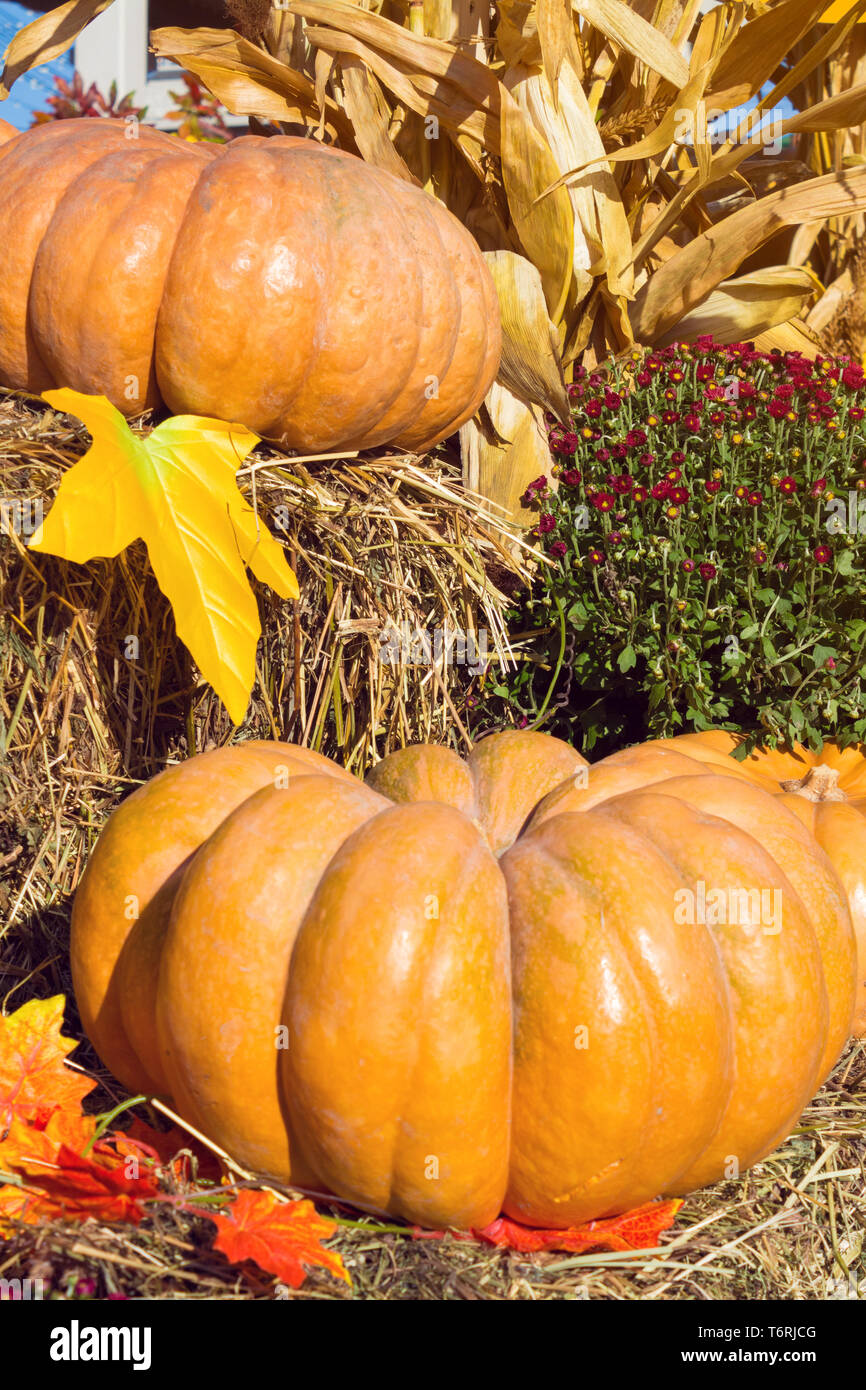 Pumpkins sale fall festival hi-res stock photography and images - Alamy