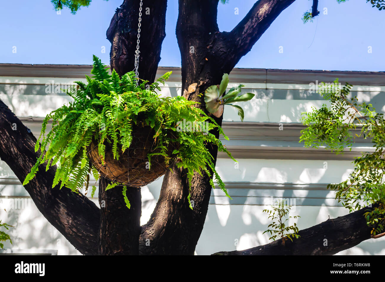fern hanging in the shade of the branches of a tree decorating the front garden of a colonial house Stock Photo