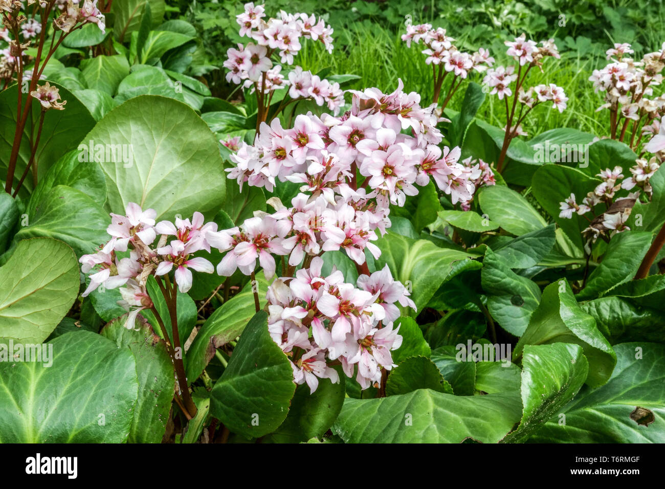 Elephant's ears  Bergenia Biedermeier, flowering plant for shade part of the garden Bergenias ground cover plants Stock Photo