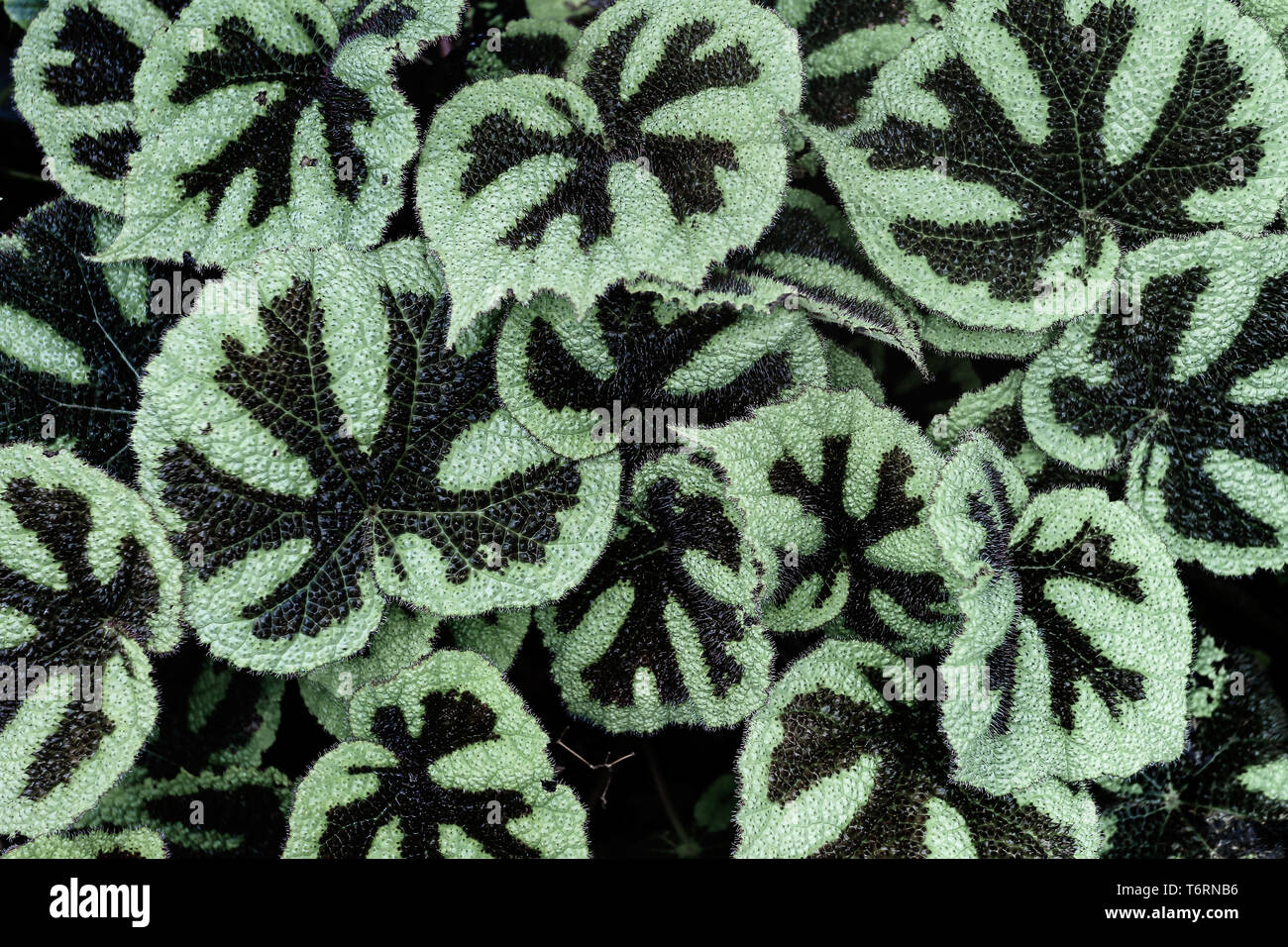 Beautiful Begonia Masoniana Pattern Stock Photo