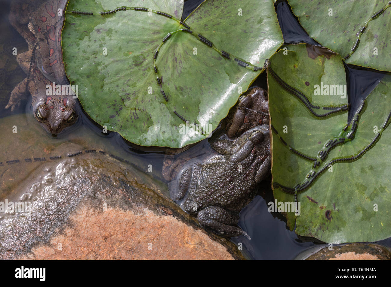 Eastern olive toads (Amietophrynus garmani) mating, with spawn chains, Zimanga private game reserve, KwaZulu-Natal, South Africa, September 2018 Stock Photo