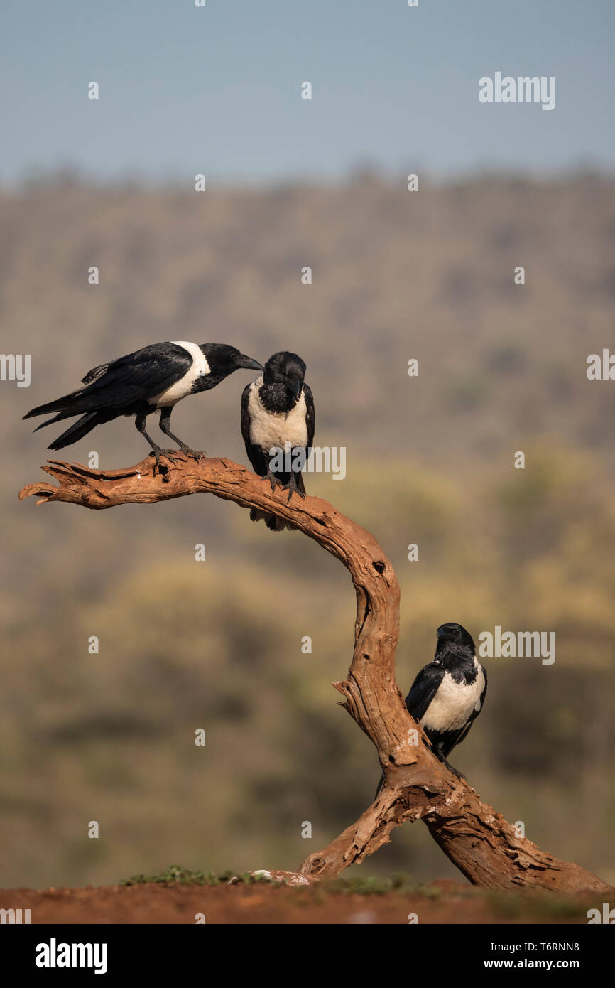 Pied crows (Corvus albus), Zimanga private game reserve, KwaZulu-Natal
