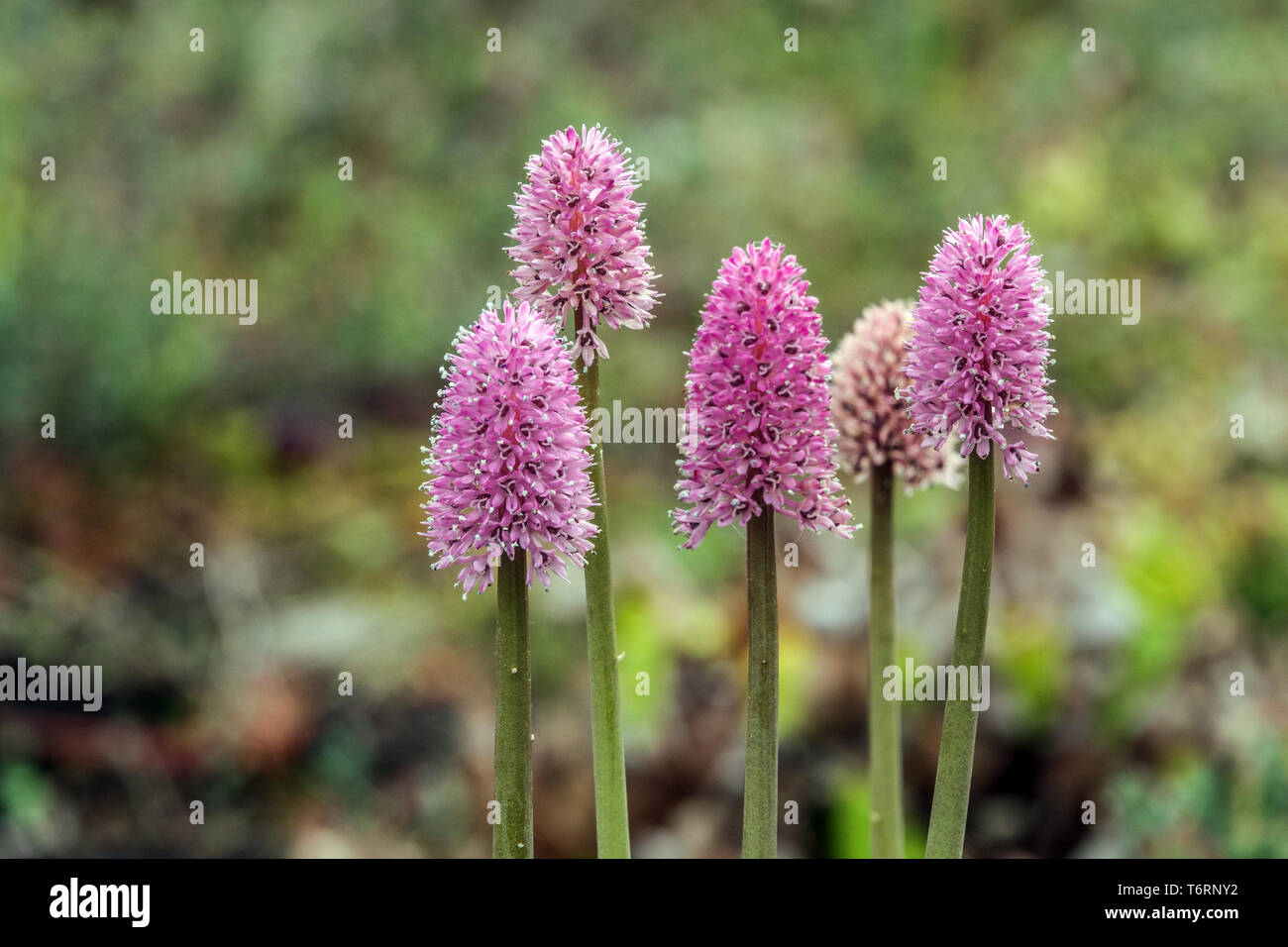 Swamp Pink, Helonias bullata, plant suitable for wet habitats swamps