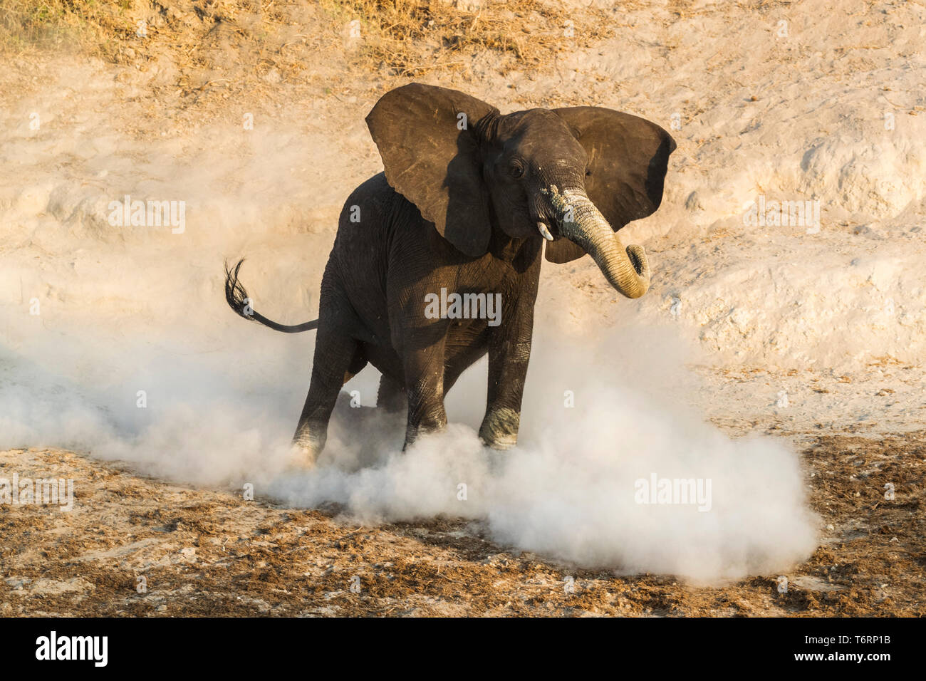 African elephant (Loxodonta africana) mock-charging, Chobe national park, Botswana, August 2018 Stock Photo