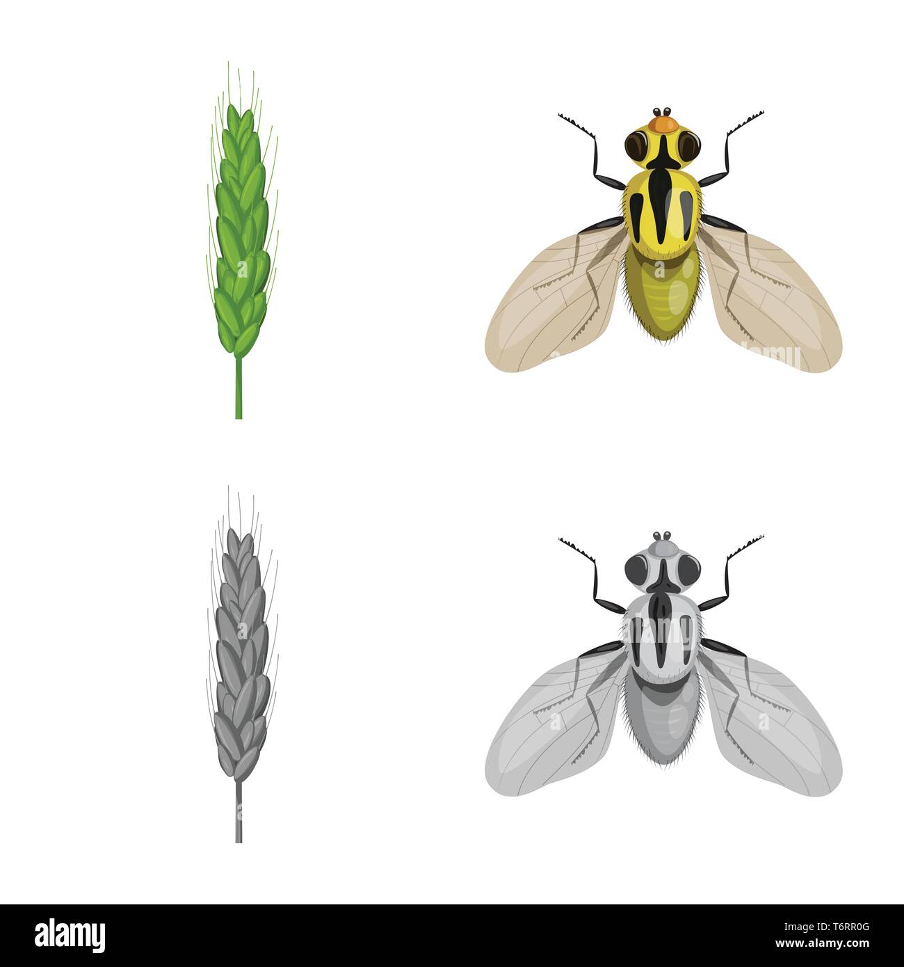 spring,fly,spike,insect,durum,pest,flour,control,seed,stop,bran,wings ...