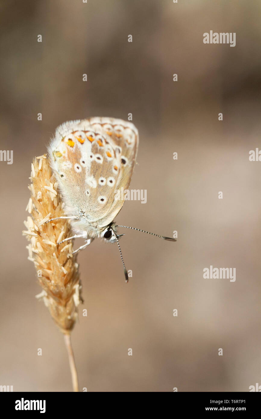 Spanish Argus .butterfly (Aricia morronensis). Sierra de Aitana. Alicante. Stock Photo