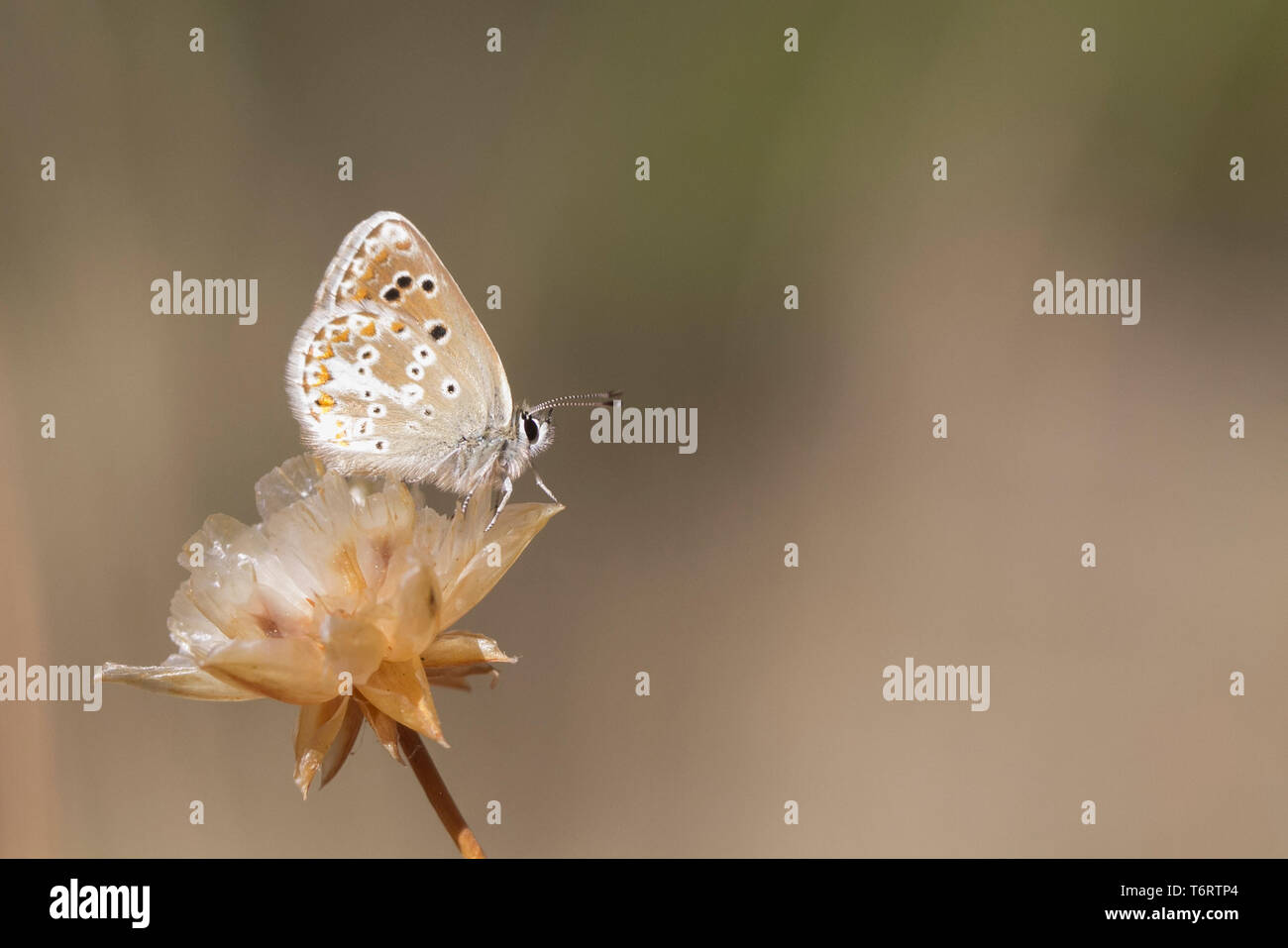 Spanish Argus .butterfly (Aricia morronensis). Sierra de Aitana. Alicante. Stock Photo