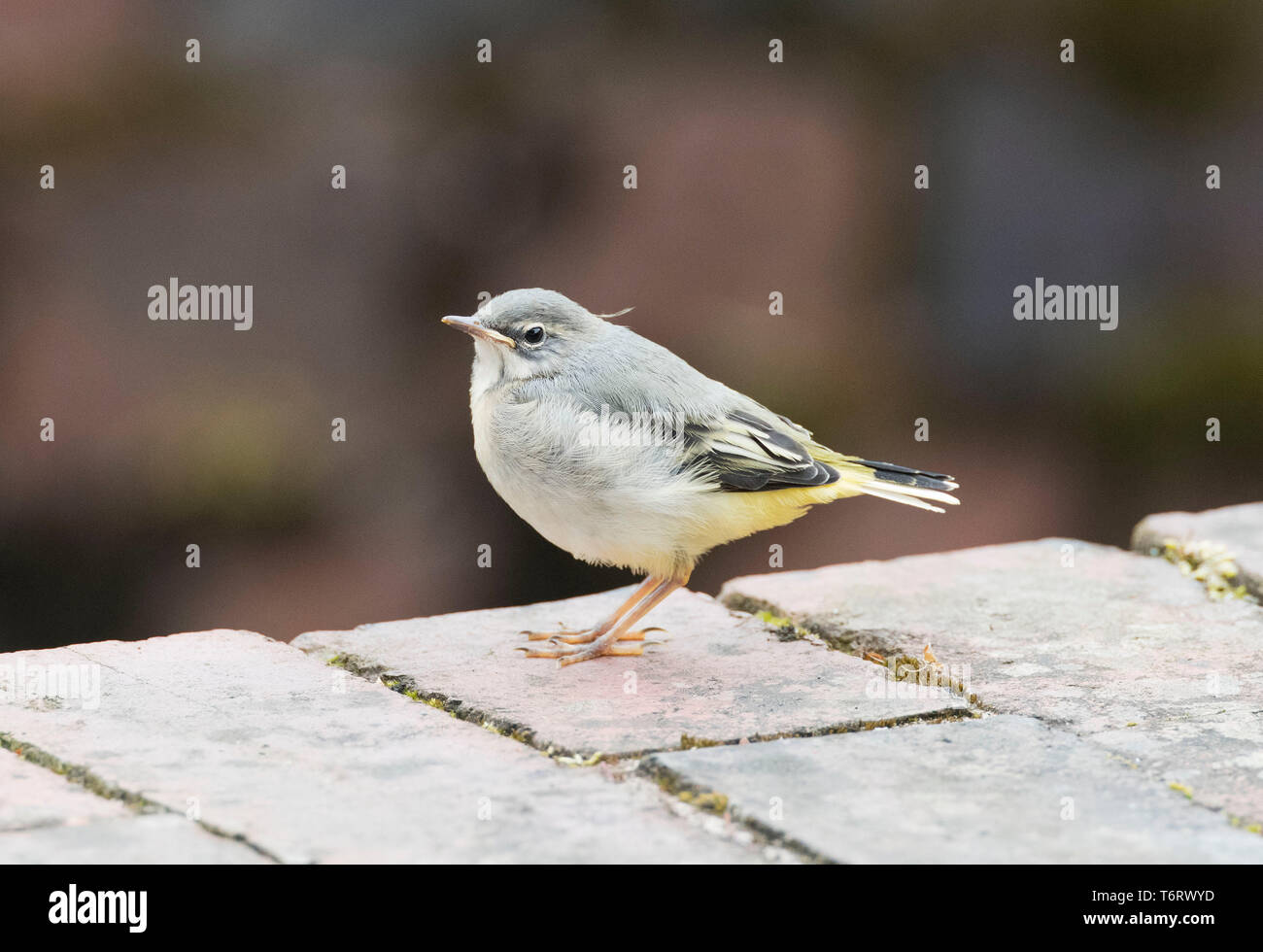 Juvenile Grey Wagtail, Motacilla cinerea, Mid Wales, U.K. May 2019 Stock Photo