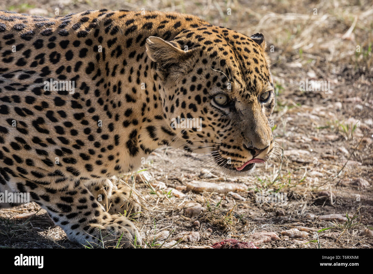 African predator in the wild savannah Stock Photo