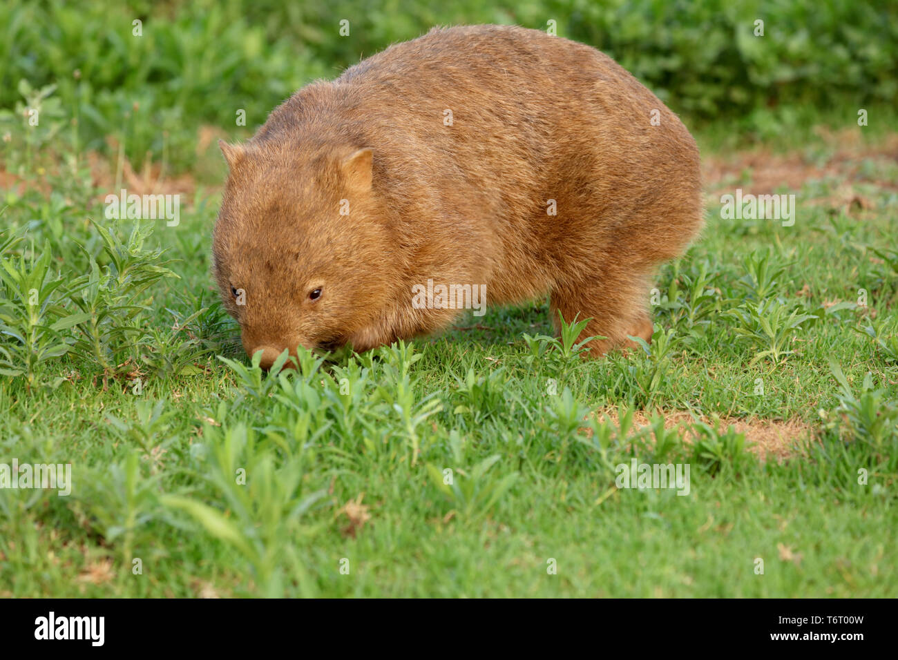 Wombat in Australia Stock Photo - Alamy