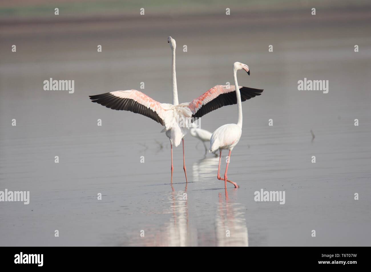 Greater flamingo Stock Photo