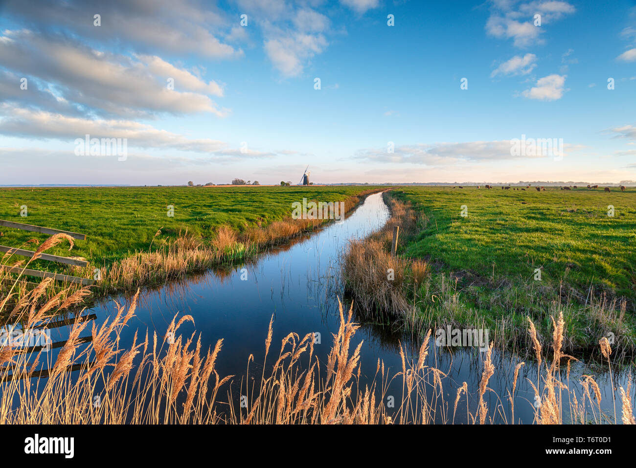 Looking out over Halvergate Marshes to Mutton's Mill near Great Yarmouth on the Norfolk Broads, also known as Halvergate Mill Stock Photo