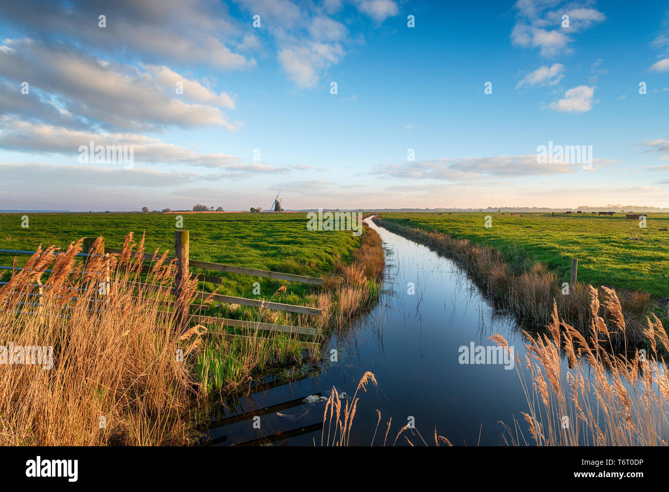 Looking out to Halvergate Mill on Berney Marshes in the Norfolk Broads near Great Yarmouth, also known as Mutton's Mill Stock Photo