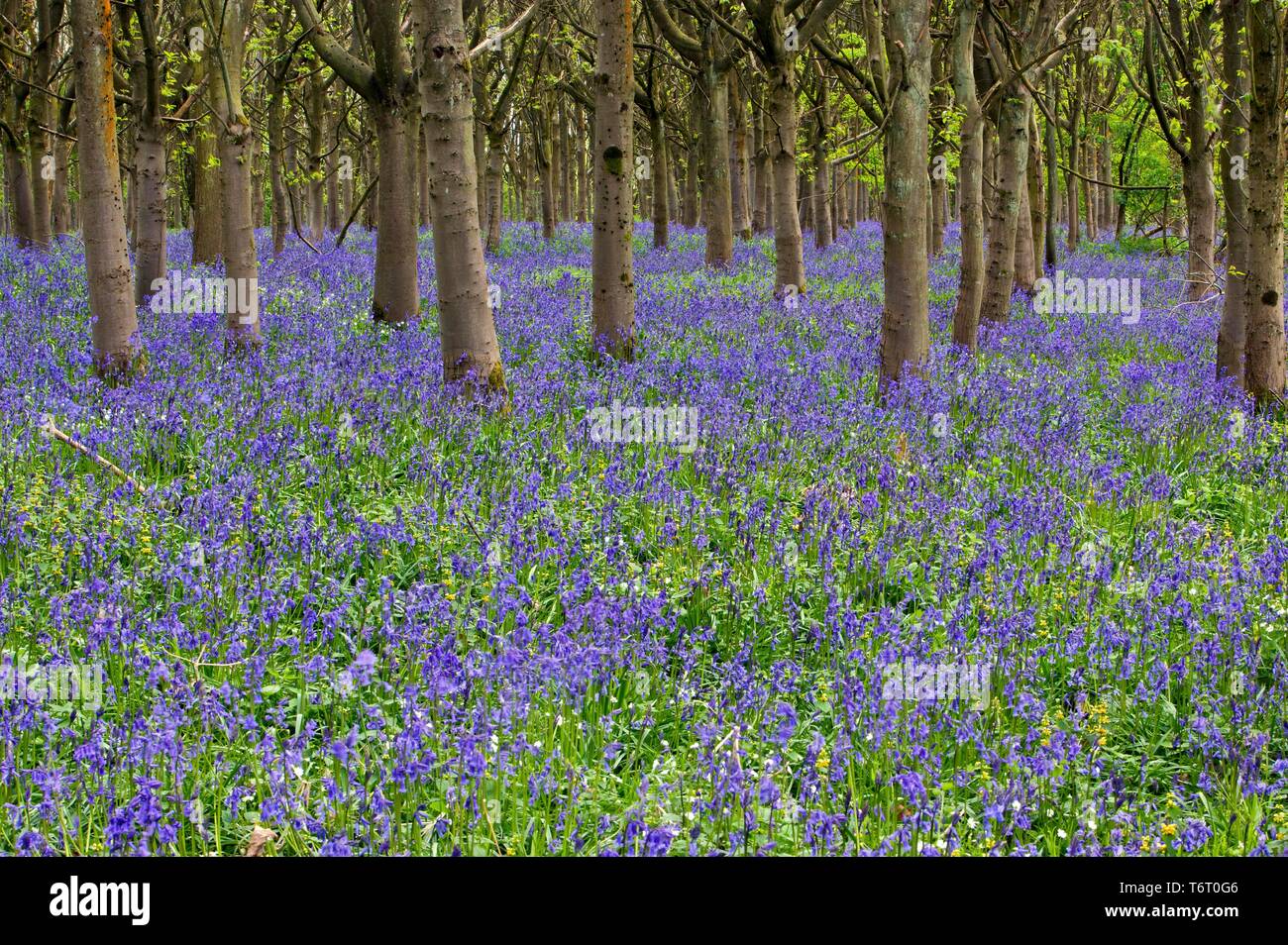 Bell flowers in spring in the woods Stock Photo