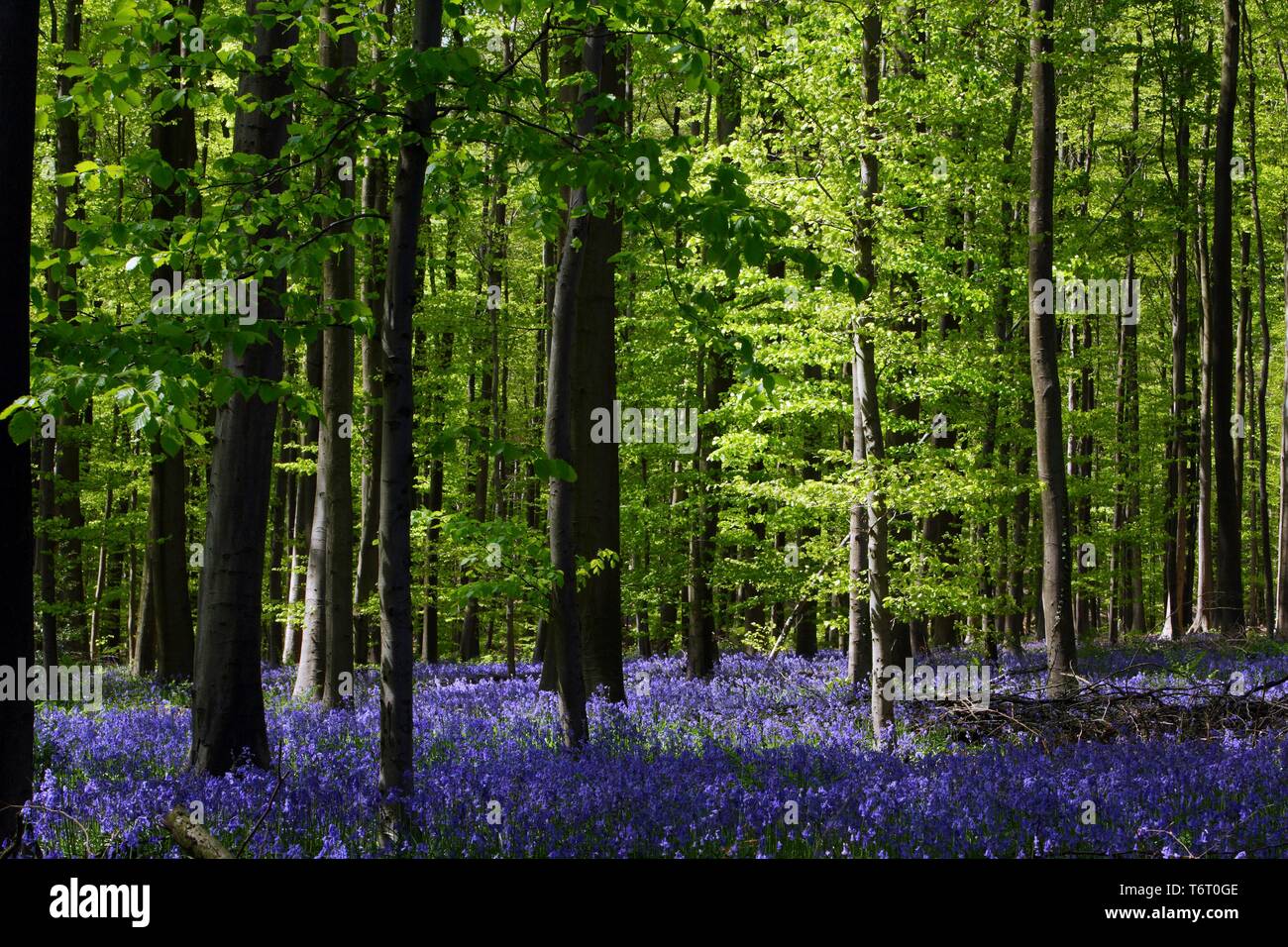 Bell flowers in the forest of Hallebos, Belgium, Europe Stock Photo