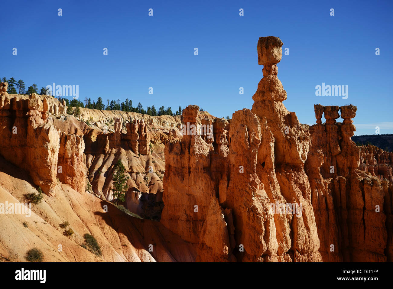 Bryce Canyon,  Beginning of Navajo Loop trail, Utah, USA Stock Photo