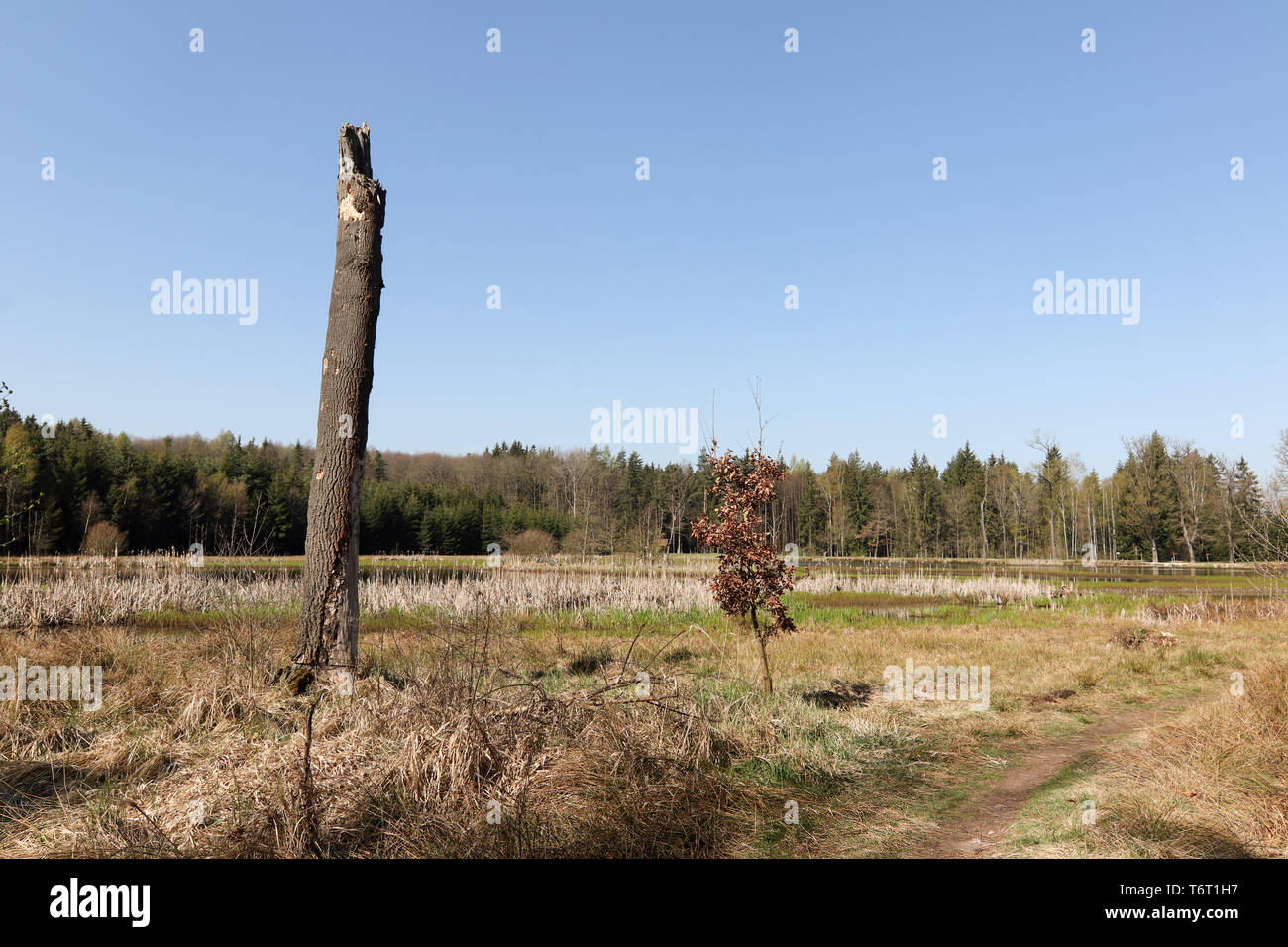 Peaceful country scene - pond in the forest, Kokot area, Czech Republic Stock Photo