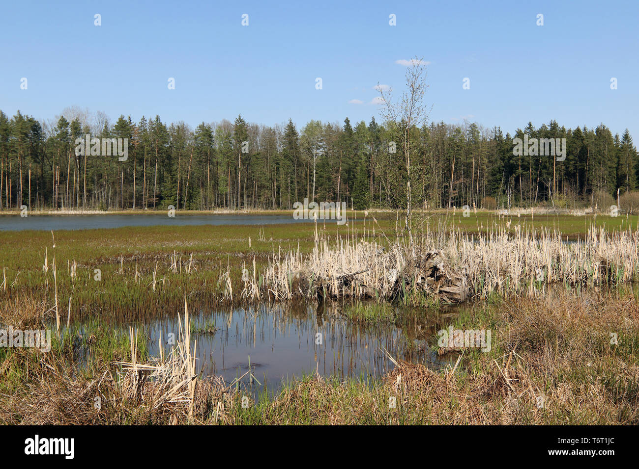Peaceful country scene - pond in the forest, Pilsen region, Kokot area, Czech Republic Stock Photo