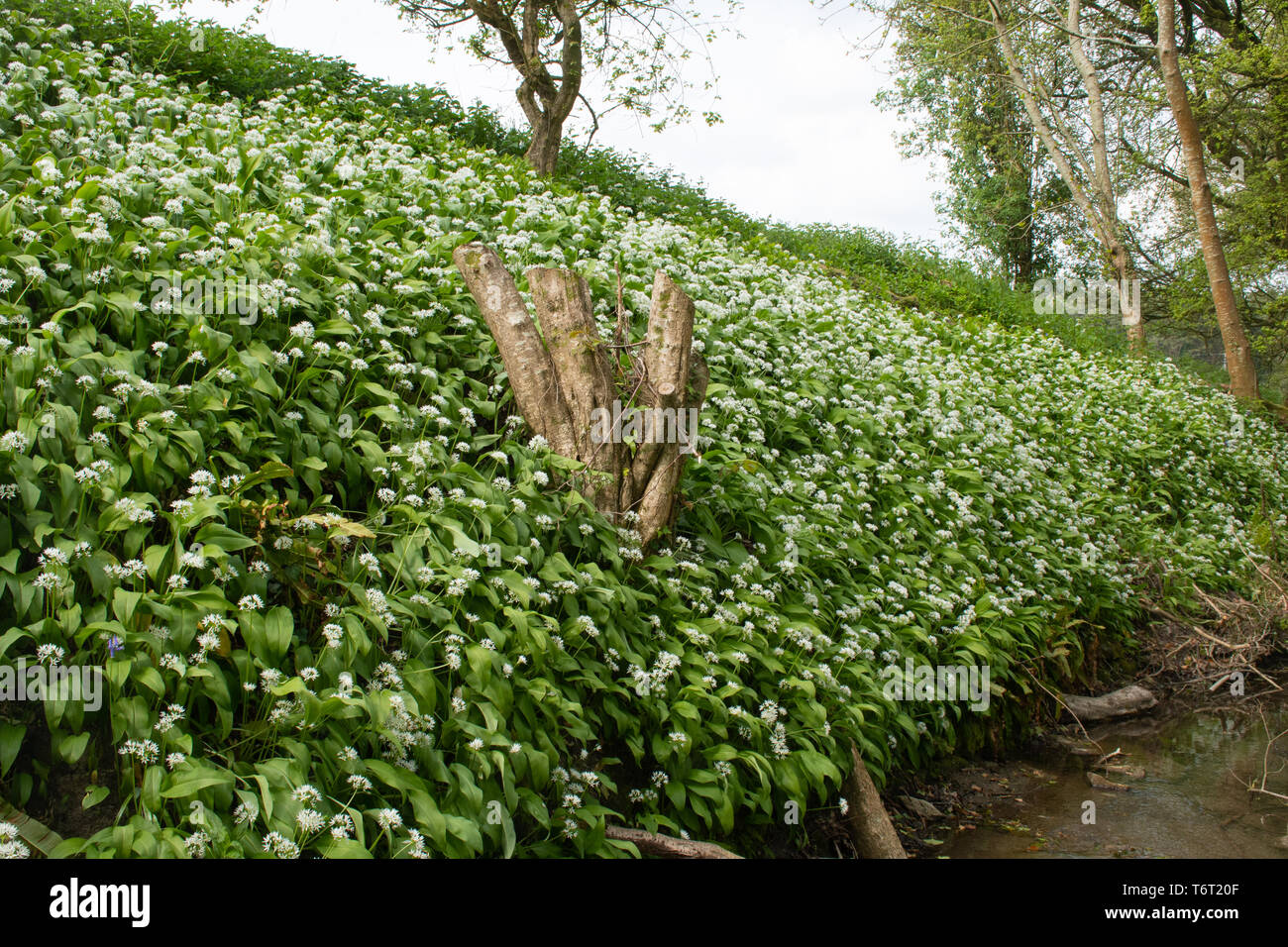 Wild garlic, also called ramsons or buckrams (Allium ursinum) wildflowers in Hampshire woodland countryside during early May or Spring Stock Photo