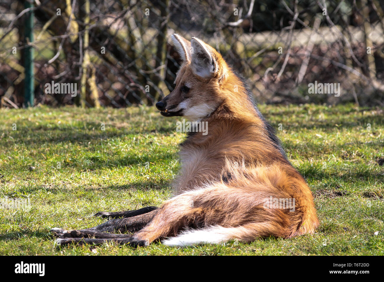 The Maned Wolf, Chrysocyon brachyurus is the largest canid of South America. This mammal lives in open and semi-open habitats, especially grasslands w Stock Photo