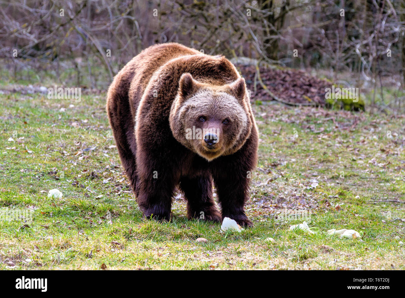 European brown bear, ursus arctos in a park in germany Stock Photo - Alamy