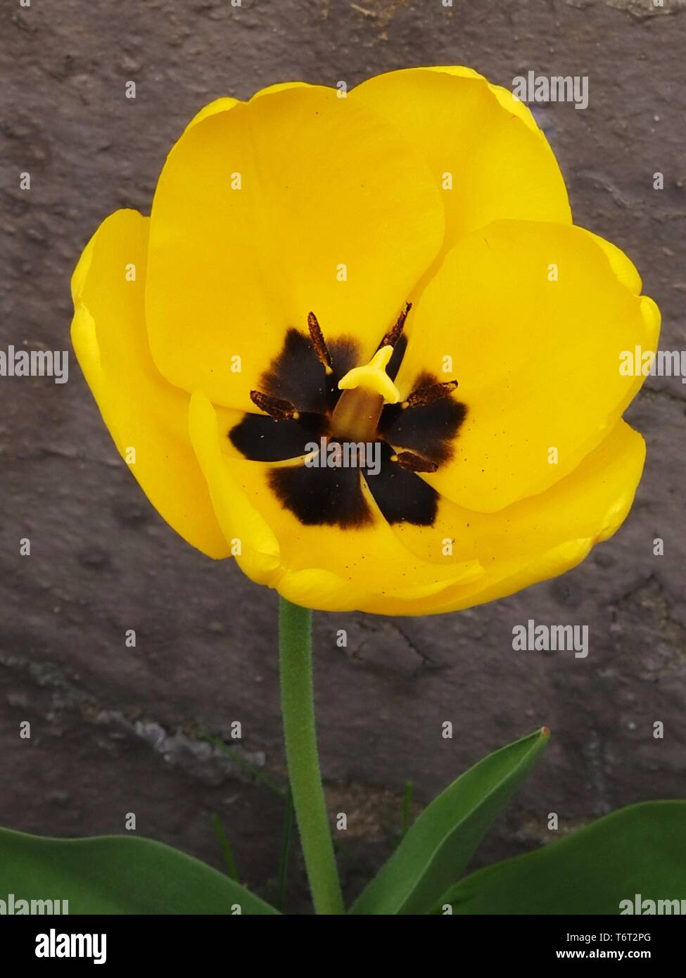 Yellow tulip close up Stock Photo - Alamy