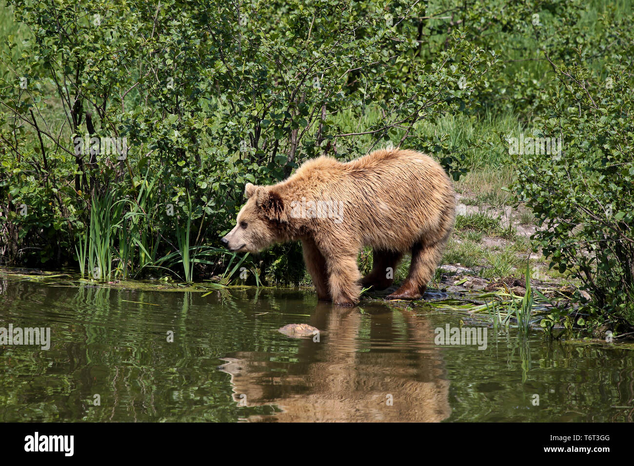 European brown bear, ursus arctos in a park in germany Stock Photo - Alamy